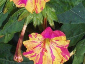 Ted Meseyton/Submitted photo
Each four o’ clock flower wilts by the next day, but just like daylilies; more new ones keep on coming. Four o’clocks come in an array of solid and rippled colours; much to the delight of humming birds and butterflies that never tire of them.