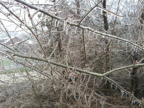 An early morning ice storm (April 12, 2013) encased new buds on trees and weighed heavily on branches in Port Elgin. Tree crackled, popped and lost limbs with the weight of the ice which also left several Mid-western Ontario residents without power. SARAH SLOAN/SHORELINE BEACON/QMI