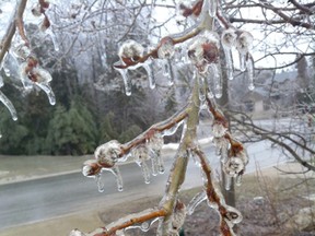 Ice encased new buds and branches on trees following last night's ice storm in Saugeen Shores.