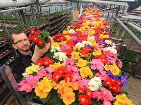 QMI wire service

A gardener in a greenhouse in Genthin, eastern Germany, checks primroses before the delivery to customers.