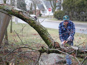 Tony Newhook of Newhook's Landscaping buzzes through a tree limb in the yard of a St. Vincent Street home in Stratford as cleanup efforts continue in the wake of Thursday night's ice storm. (MIKE BEITZ The Beacon Herald)