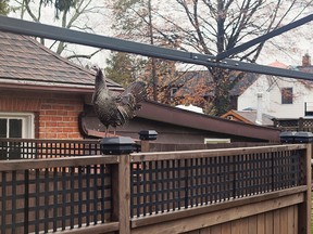 Chelsea Lipskey snapped this photo of the wild turkey that has been spotted wandering around her neighbourhood. The turkey wandered up her driveway and stopped in her yard for a little while last Wednesday, April 10, 2013. (Chelsea Lipskey photo)