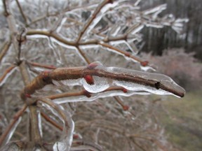 Ice covers a tree branch. Is there another Ice Storm like the one in 1998? The conditions are right, but only time will tell.