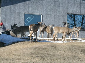 An urban deer herd gathers in the yard of a Railway Street residence to enjoy the warm afternoon sunshine, Tuesday, April 9.

REG CLAYTON/Daily Miner and News
