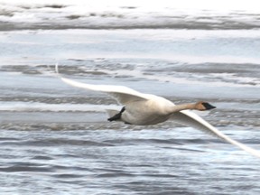 Swans have become more elusive at Saskatoon Island Provincial Park in the spring, but Alberta Parks says they will be easier to spot in the fall (DHT FILE Photo).