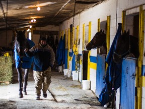 Ottawa’s Rideau Carleton Raceway, where these horses are housed, will have only 56 racing days this summer, down from 116 a year ago. (Errol McGihon/QMI Agency)i