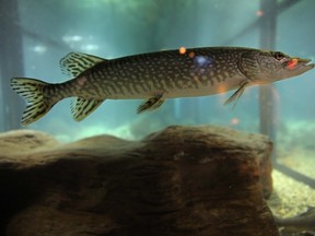 Northern Pike are taking over Lake Manitoba to the detriment of other species.