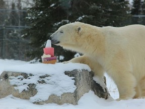 Ganuk at the Polar Bear Habitat.