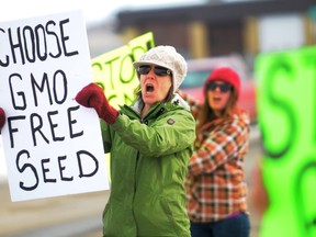 Mary Lundgard, who farms organic product near the Grimshaw area, fiercely protests genetically modified alfalfa in front of Peace River MP Chris Warkentin’s office in Grande Prairie April 9. The National Farmers Union and the Canadian Biotechnology Action Network rallied at several different locations throughout Canada. (Aaron Hinks Peace Country Sun)