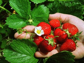 A file photo of strawberries.