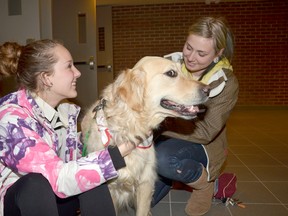 Georgian College nursing student Taylor Colling, left, and pre-health student Bellamy Nicol pet golden retriever Layla in the hall at the college on Thursday. Layla was visiting the school along with other dogs in the St. John Ambulance Grey Bruce Huron branch's therapy dog program. The dogs were there to help reduce anxiety and stress students were feeling during the busy exam period. (ROB GOWAN The Sun Times)