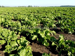 Beet crop