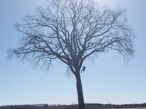 Tree worker and arborist Zack Weiler scales the 200 year old Lake Range Road elm. The famous tree has been deemed to be somewhat healthy, but the grand old fellow will probably only live another 30 years or so.