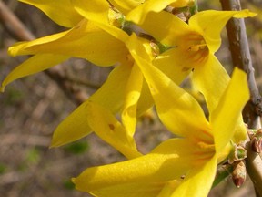 Forsythia