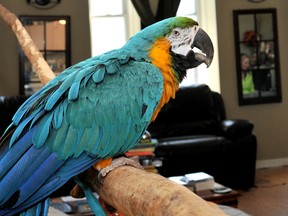 Gobbler, a 29-year-old macaw that caused quite stir in Brockville, Ont. when police were called after neighbours mistook its calls as someone calling out for help, died earlier this week from an acute respiratory infection. The bird gained national attention after police responding to the call kicked in a door only to find the parrot sitting on its perch. 
Darcy Cheek/Recorder and Times/QMI Agency