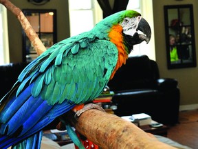 Gobbler, Brockville's beloved blue-and-yellow macaw, died suddenly on Wednesday. FILE PHOTO BY DARCY CHEEK