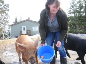 Allison Muckle feeds her three pigs at her farm in Wanup.
GINO DONATO/THE SUDBURY STAR