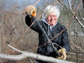 MONTE SONNENBERG Simcoe Reformer
Nearly 40 volunteers braved winter-like conditions on Saturday to help with tree-planting and a general cleanup of the rail trail network along the south bank of Nanticoke Creek in Waterford. Among them was Sandi Senneker of Waterford.
