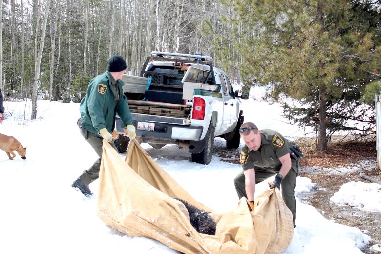 Bear shot in Abasand Fort Mcmurray Today