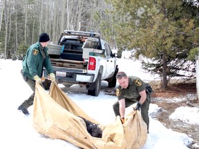 Two Fish and Wildlife officers remove a dead bear from an Abasand man’s backyard Sunday afternoon. The man shot and killed the bear out of concern for his family’s safety after discovering it in a tree. JORDAN THOMPSON / TODAY STAFF