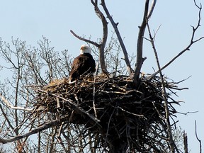 Participants in the 15th annual Swan Festival were treated to a little extra excitement on Sunday when tour guides pointed out this bald eagle. Families and individuals were shuttled by bus to different locations near Saskatoon Island Provincial Park to view trumpeter swans. (Aaron Hinks/Daily Herald-Tribune)
