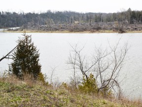 Ray Kennedy surveys the scene near the Maitland River, where trees still lay on the ground.