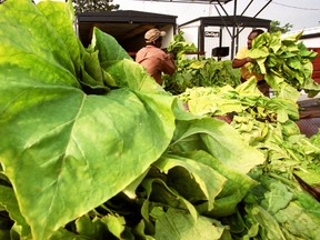 QMI file photo

Tobacco growers in Norfolk, Brant, Oxford, Elgin and Middlesex counties are expected to produce 62 million pounds of leaf this summer, up from 54 million last year.