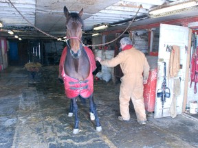 This summer, long-time Norwich horse racer Terry Oenema may not be racing at Woodstock Raceway, which has no scheduled race dates this year.  (JENNIFER VANDERMEER/NORWICH GAZETTE/QMI AGENCY)