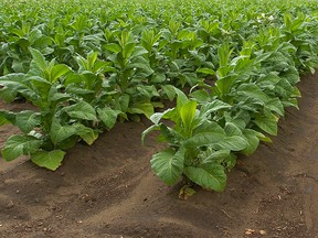 Tobacco farm