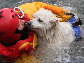 Firefighter Claude Duval hangs on to Inge, a blind, 11-year-old dog that fell off the Wolfe Island ferry dock Wednesday morning, until she could be lifted back onto shore again.
Michael Lea The Whig-Standard