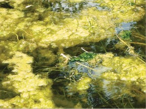 The Haldimand Norfolk Health Unit has issued a warning after a blue-green algae bloom was spotted in the lake near Selkirk.
(File photo)