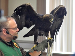 One biggest and longest running marquee events in Timmins kicked off on Saturday at the McIntyre Arena and Curling Club with the 66th annual Schumacher Lions Sportsman Show. Thousands are expected to pass through the show, which features everything from outdoor recreation to the ever-popular Birds of Prey show. Bird-handler James Cowen shows off a Golden Eagle to a group of onlookers following the show.