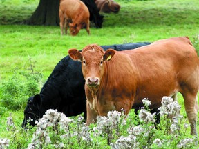 Livestock handling