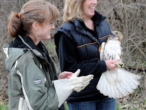 Lynn Eves (right), holds 'Hadfield the Hawk' before passing him off to Chandre Sanio to release the bird back into the wild. BLAIR TATE/FOR THE OBSERVER/QMI AGENCY
