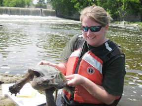 Karen Paquette, species-at-risk technician with South Nation Conservation, holds a snapping turtle caught during the Turtle Watch program in South Nation River in Crysler.