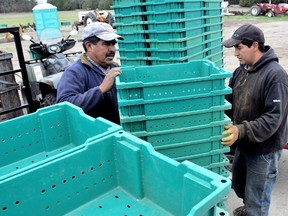 Aresteo Perez, left, and Israel Lares, prepare produce boxes for transfer into the field for the upcoming asparagus season at Sunshine Asparagus Farms outside of Thamesville, On., Tuesday April 30, 2013. Local farm operations that rely on foreign workers through the government-run seasonal agricultural workers program will not be impacted by recent changes to the temporary foreign workers program, which has come under fire after it was learned some companies were using it to pay foreign workers less than Canadian employees to do the same job. (DIANA MARTIN, Chatham Daily News)