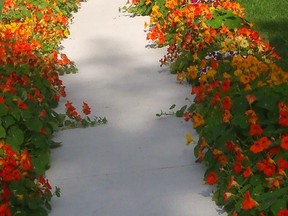 TED MESEYTON/Submitted photo
Enjoy nasturtium flowers and harvest some of the leaves to make an effective homemade spray.