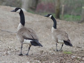 A pair of Canada geese have made the now barren Lions trail their home. Over 2,400 ash trees have been removed from the park due to disease caused by the emerald ash borer.  (HEATHER RIVERS, Sentinel-Review)