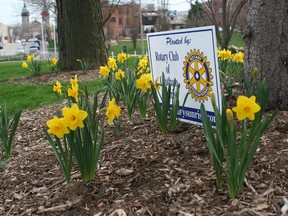 Daffodils in bloom