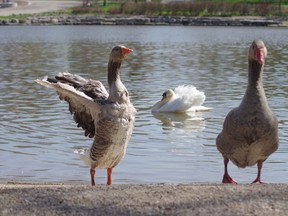 Two new Toulouse geese were released into Southside Pond by park staff on Wednesday morning. (HEATHER RIVERS/WOODSTOCK SENTINEL-REVIEW)