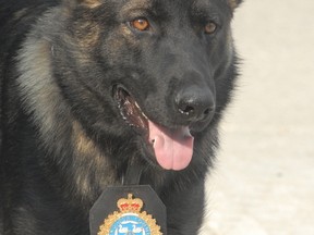 Police dog