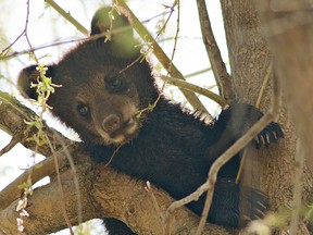 One of three black bear cubs born recently at the Twin Valley Zoo looks down from a perch in a willow tree. The zoo, located just east of Brantford on Langford Church Road, opens to the public on Saturday. (BRIAN THOMPSON, The Expositor)