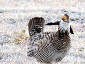 Prairie Chicken