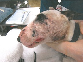 Shyrene Fisher’s dog, Ric,  after his surgeries following an event RCMP are investigating. SUPPLIED PHOTO