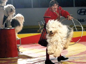 Who knew Old English Sheepdogs could be so funny or agile? Those who caught Lloyd and his sheepdogs at the Khartum Shrine Circus at the Kenora Recreation Centre certainly appreciated the performance. 
ALAN S. HALE/Daily Miner and News