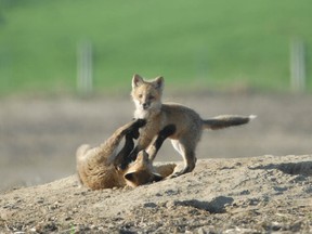 VIDEO_ Fox cubs