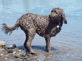 Keesha, a two-year-old chocolate Labradoodle, plays along the St. Mary's River on Monday. Her owners say they always bring a doggie bag with them.