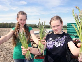 Anna Bartsch (left) and her sister Trudy were hard at it Monday afternoon at Spearit Farms, 1655 North Road, south of Tillsonburg. The 2013 asparagus harvest opened Saturday at Spearit says Brenda Lammens, under near perfect conditions. Production of fresh, local asparagus is expected to stretch across an eight-week period. Jeff Tribe/Tillsonburg News