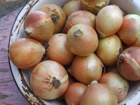 Best planting dates for onion sets and multipliers according to the moon are May 8-10 and for onion seeds the best dates are any day between May 13-15 and May 20-24. (Ted Meseyton/Submitted photo)