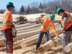 Workers inspect the peeled poles for defects and mark their diameter with spraypaint on the ends. A chainsaw is used to trim the ends down if need be.